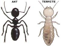 termites_9